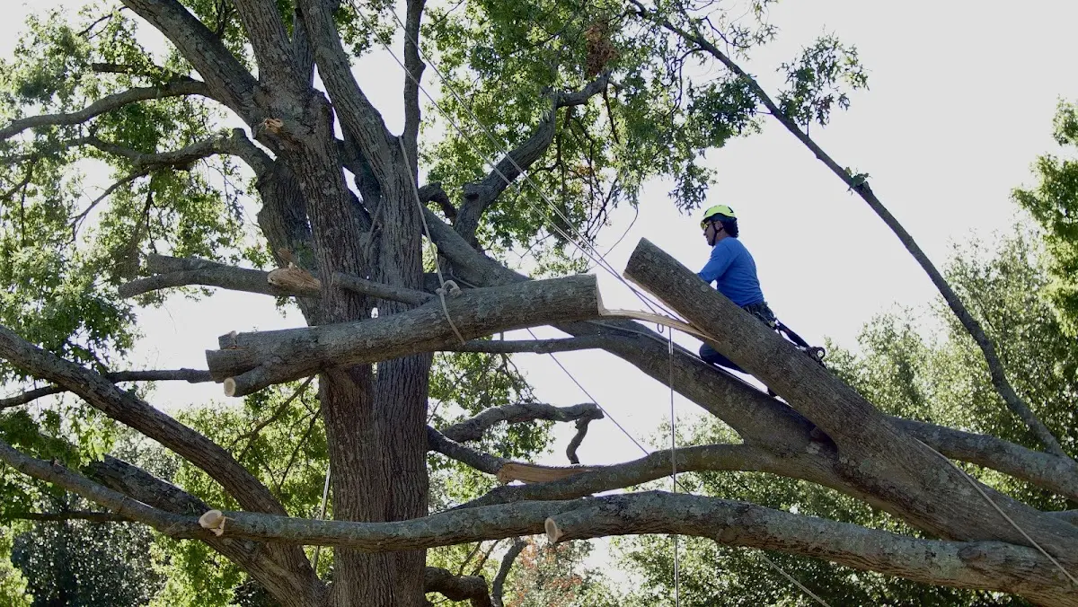 Professional Crown Thinning performed by certified arborists in Ossineke